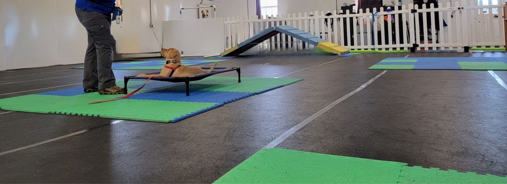 day training school for dogs