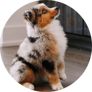 Group puppy classes near 2024 me