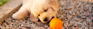 Golden Retriever puppy playing with an orange textured ball on a gravel path.