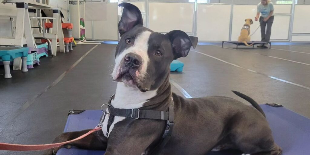 A black and white dog in a harness lying on a training mat, attentively observing during an indoor training session, with another dog and trainer in the background.
