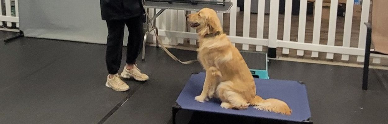 Dog Board and Train Services Golden Retriever sitting attentively on a training platform during a leash training session indoors.