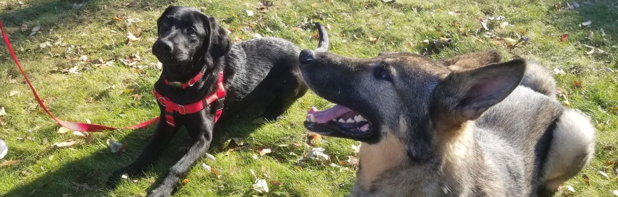 Black Labrador in a red harness and a German Shepherd lying on grass during an outdoor training session.