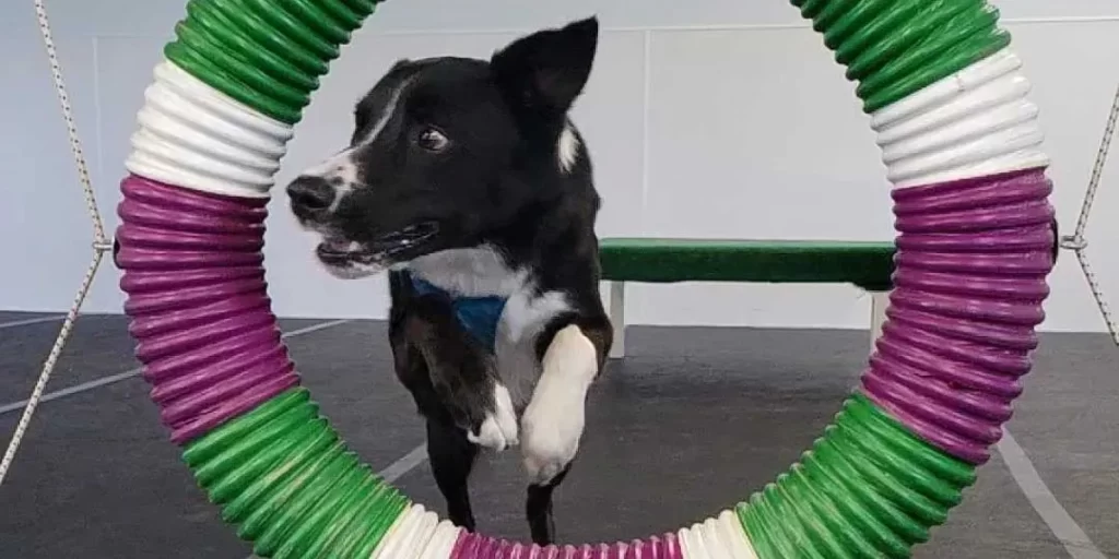 Black and white dog jumping through a colorful agility hoop indoors.