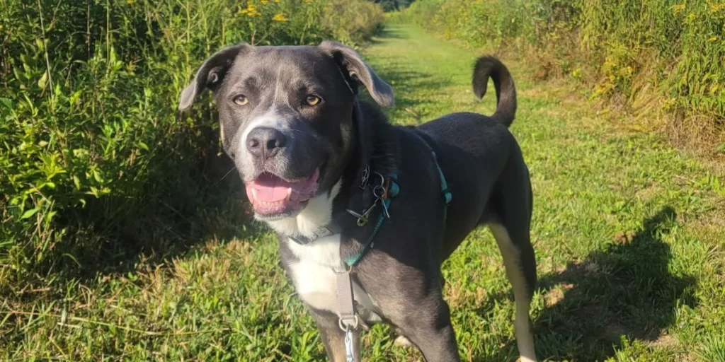 Happy gray and white dog on a leash standing on a sunlit trail surrounded by greenery.