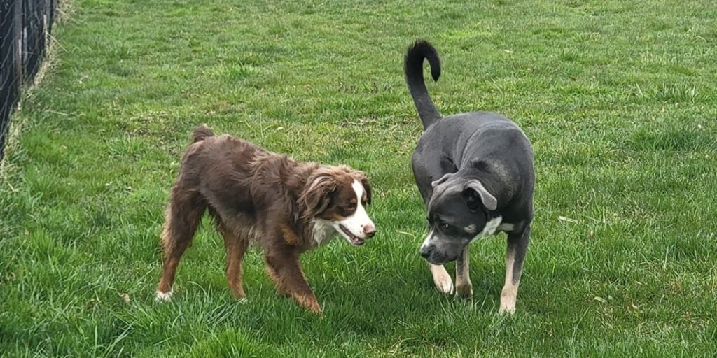 Two dogs sniffing and greeting each other in a grassy outdoor play area.