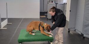 Dog trainer working with a brown and white dog performing a training exercise on a raised green platform inside a training facility.
