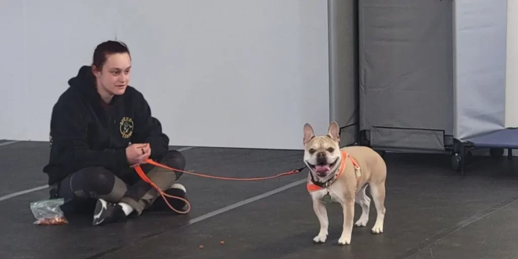 Dog trainer sitting on the floor holding a leash while a happy French Bulldog in an orange harness stands nearby during an indoor training session.