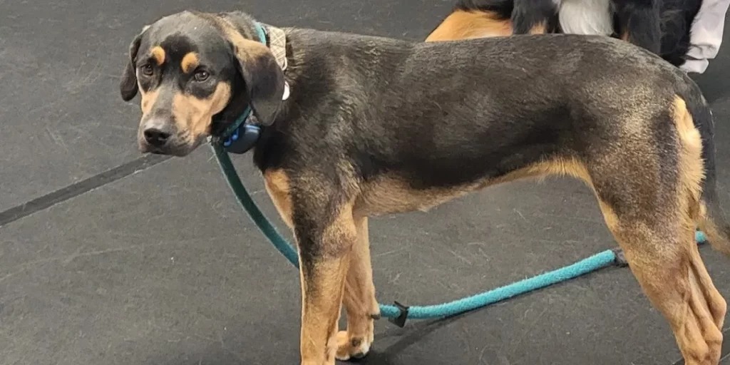 Black and tan hound mix standing indoors on a black mat, looking over its shoulder with a calm expression.
