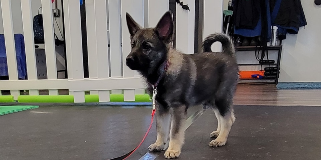 Young dark-coated puppy on a red leash standing alert near a white fence in a training facility.