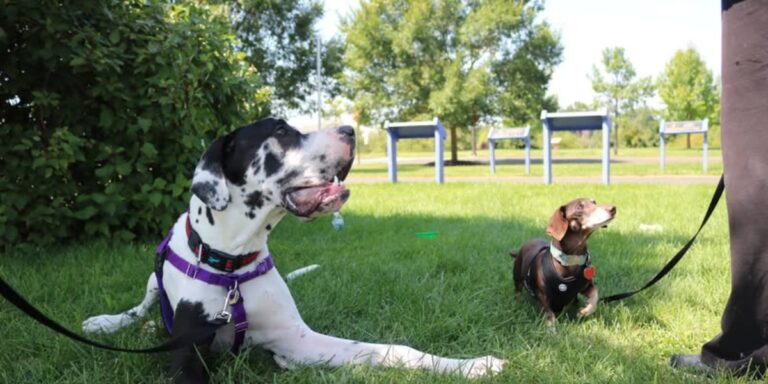 A large, black and white Great Dane dog and a small, brown Dachshund sit on a lush green lawn in a park-like setting.